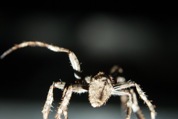 Incy Wincy Spider